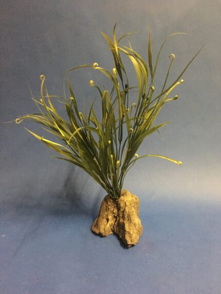 Freshwater Grass - Variegated Curled Leaf 17"