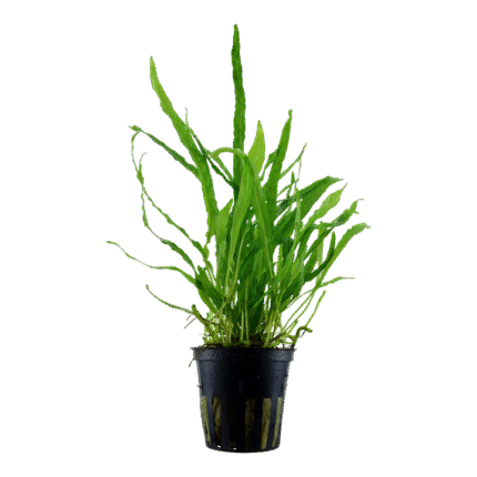 Microsorum pteropus 'Narrow'