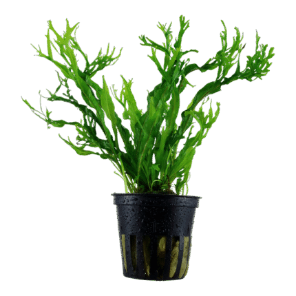 Microsorum pteropus 'Windeløv'