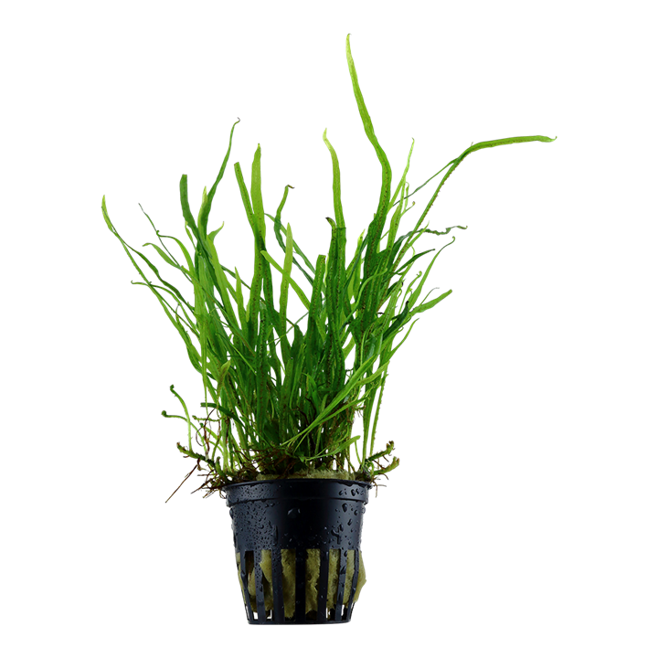 Microsorum pteropus ‘Trident’