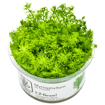 Myriophyllum 'Guyana'