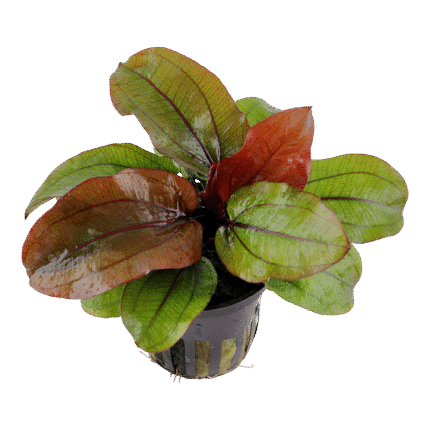 Echinodorus 'Reni'