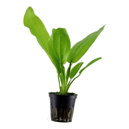 Echinodorus cordifolius 'Fluitans'