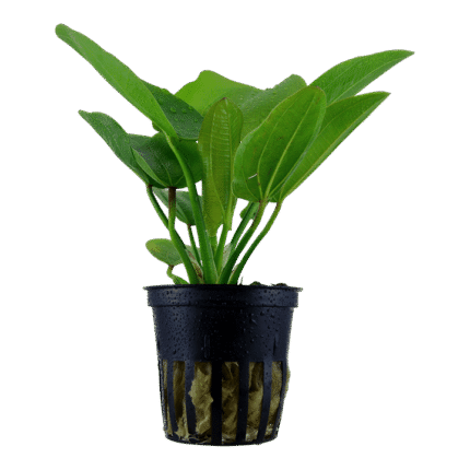 Echinodorus 'Aquartica'
