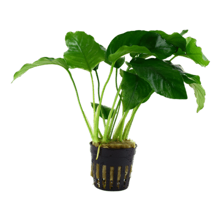 Anubias barteri var. barteri