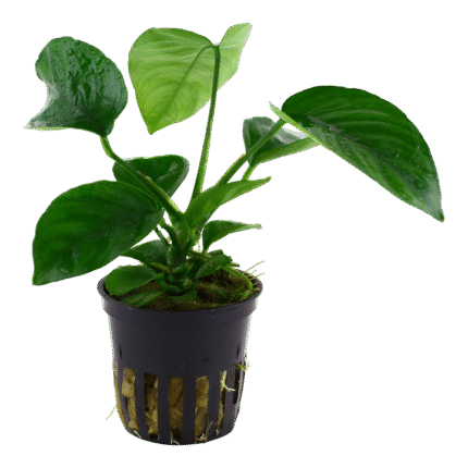 Anubias barteri var. caladiifolia