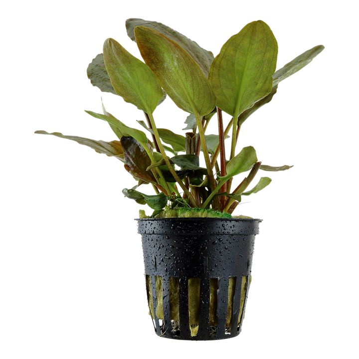 Lagenandra meeboldii ‘Red’