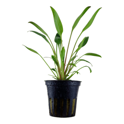 Cryptocoryne x willisii