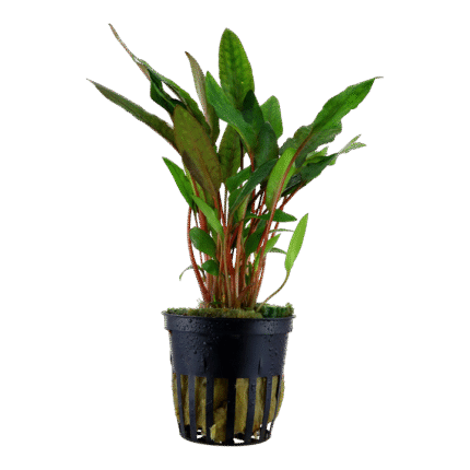 Cryptocoryne beckettii 'Petchii'