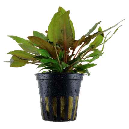 Cryptocoryne wendtii 'Tropica'
