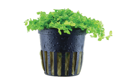 Micranthemum tweediei 'Monte Carlo'